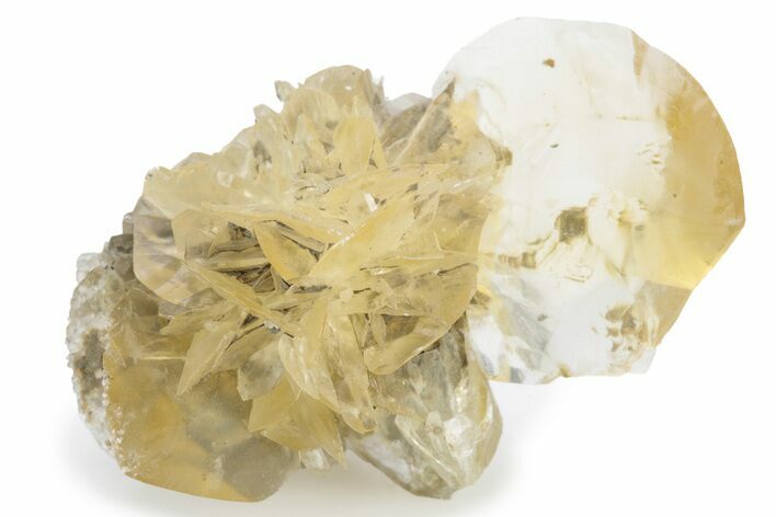 Twinned Selenite Crystals (Fluorescent) - Red River Floodway #242609